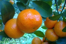 冰糖橘熱量高嗎？吃冰糖橘會發(fā)胖嗎？