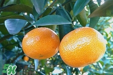 糖尿病可以吃橘子嗎？糖尿病任能吃橘子嗎？