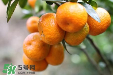 蜜桔可以放冰箱保存嗎？蜜桔能冷凍嗎？