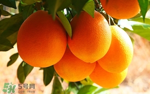 吃臍橙會(huì)上火嗎？臍橙吃多了會(huì)上火嗎？
