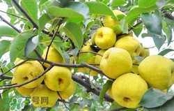 冬天吃梨子太冰怎么辦？冬天怎么吃梨子不冰？