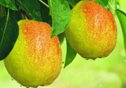 來月經(jīng)可以吃香梨嗎？月經(jīng)期間可以吃香梨嗎？