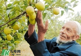 香梨吃多了會(huì)怎樣？香梨一天可以吃幾個(gè)？
