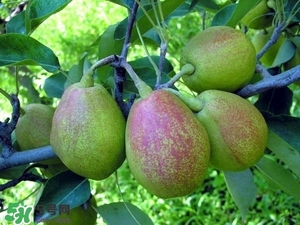香梨吃多了會(huì)怎樣？香梨一天可以吃幾個(gè)？