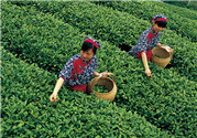 茶葉如何保存才能不變質,茶葉怎么保存好