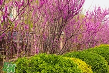 春季養(yǎng)生需注意什么？春季養(yǎng)生宜分三個時間段