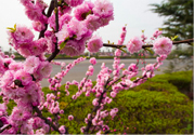 春天養(yǎng)生吃什么粥好？春季養(yǎng)生粥品有哪些？