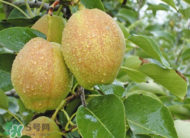 香梨怎么保存？香梨可以放冰箱嗎？