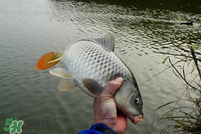 立春后能釣魚嗎？立春后好釣魚嗎？
