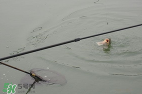 立春后能釣魚嗎？立春后好釣魚嗎？