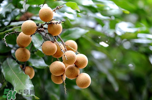 龍眼一天吃多少合適？每天吃幾個(gè)龍眼合適？