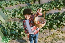 孕婦可以去摘草莓嗎？懷孕了能去摘草莓嗎？