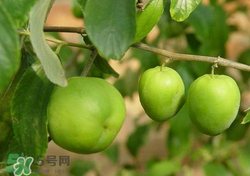 吃青棗會拉肚子嗎？拉肚子可以吃青棗嗎？