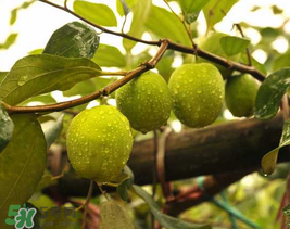 來月經(jīng)可以吃青棗嗎？月經(jīng)可以吃青棗嗎？