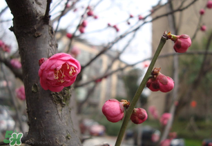 立春后種什么花？立春時(shí)開的花有哪些？