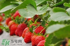 現(xiàn)摘的草莓有農(nóng)藥嗎？怎么辨別草莓打過農(nóng)藥？