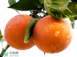 血橙為什么沒有血絲？血橙為什么不紅？