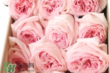 roseonly可以保存多久？roseonly能放多長(zhǎng)時(shí)間？