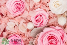 roseonly鮮花怎么保養(yǎng)？roseonly永生花怎么保養(yǎng)？