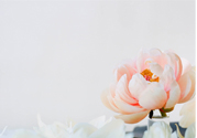 網(wǎng)上可以送花嗎？網(wǎng)上送花的的多久能到？