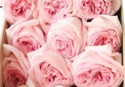 roseonly鮮花怎么保養(yǎng)？roseonly永生花怎么保養(yǎng)？