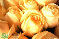 情人節(jié)可以送黃玫瑰嗎？情人節(jié)送黃玫瑰好嗎？