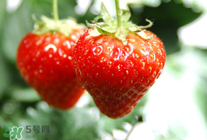 小孩咳嗽可以吃草莓嗎？小孩發(fā)燒可以吃草莓好？