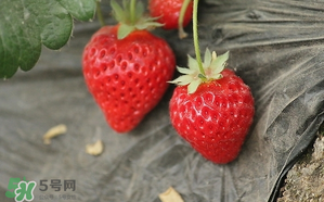 寶寶吃草莓會(huì)過敏嗎？寶寶吃草莓過敏怎么辦？