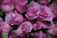 鮮花怎么養(yǎng)？鮮花怎么養(yǎng)放的比較久？