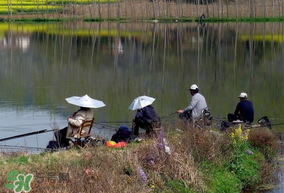 初春什么時候可以釣魚？初春釣魚技巧