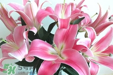 百合花怎么養(yǎng)？百合花在家怎么養(yǎng)？