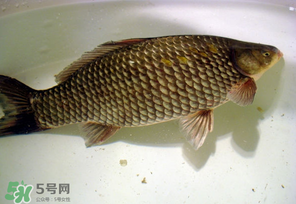 春天釣鯽魚用什么餌料？春天釣鯽魚餌料配方