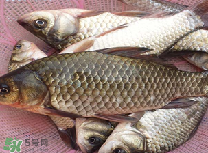 春天釣鯽魚用什么餌料？春天釣鯽魚餌料配方