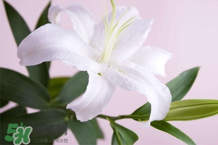 百合花怎么養(yǎng)水里？水養(yǎng)百合花怎么開久些？