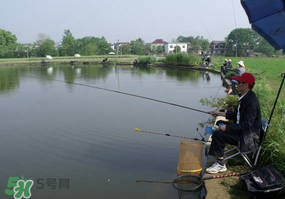 春天釣魚(yú)用什么餌料？春天釣魚(yú)用腥還是香？