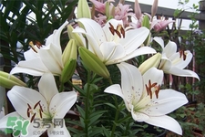 百合花葉子發(fā)黃怎么回事？百合花葉子發(fā)黃怎么辦？