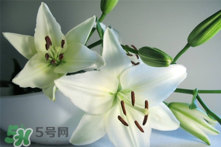 百合花葉子發(fā)黃怎么回事？百合花葉子發(fā)黃怎么辦？