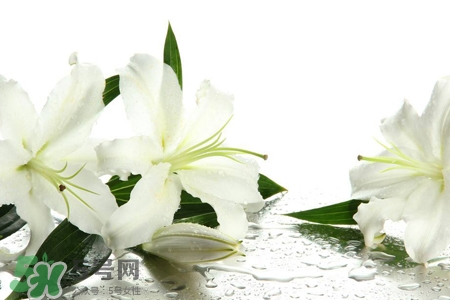 百合花葉子發(fā)黃怎么回事？百合花葉子發(fā)黃怎么辦？
