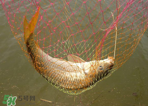 春天釣鯉魚用什么餌料？春天釣鯉魚餌料配方