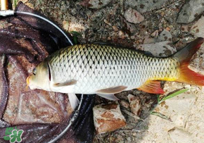 春天釣鯉魚用什么餌料？春天釣鯉魚餌料配方