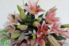 養(yǎng)百合花用什么水？養(yǎng)百合花水里放什么？