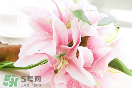 養(yǎng)百合花用什么水？養(yǎng)百合花水里放什么？