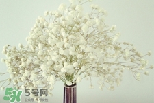 滿天星在花瓶里怎么養(yǎng)？滿天星買回來要養(yǎng)水嗎？