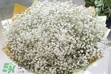 滿天星在花瓶里怎么養(yǎng)？滿天星買回來要養(yǎng)水嗎？