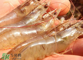 凍蝦發(fā)黑能吃嗎？變黑的凍蝦還能吃嗎？