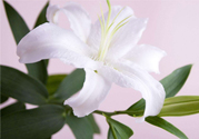 百合花葉子發(fā)黃怎么回事？百合花葉子發(fā)黃怎么辦？