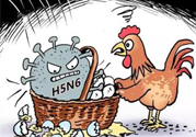 h7n9禽流感怎么預(yù)防？預(yù)防h7n9禽流感知識(shí)