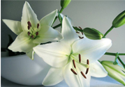 百合花能放花瓶里養(yǎng)嗎？百合花在花瓶里怎么養(yǎng)？