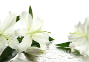 百合花怎么養(yǎng)水里？水養(yǎng)百合花怎么開久些？