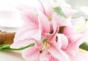 養(yǎng)百合花用什么水？養(yǎng)百合花水里放什么？